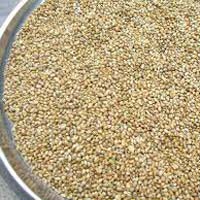 Millet Seeds