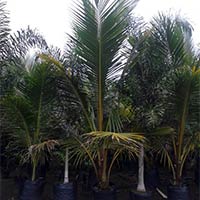Coconut Palm Plants