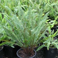 Sword Fern Plant