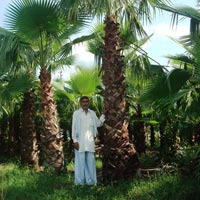 Washingtonia Filifera Plant