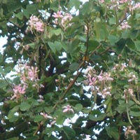 Bauhinia Variegata Plant