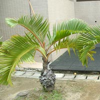 Bottle Palm Plant