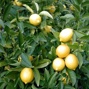 Lemon Plant