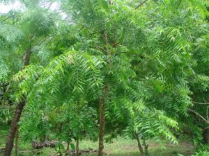 Neem Tree