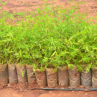 Bamboo Seedlings