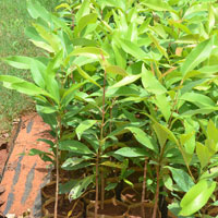 Jamun Seedlings