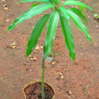 Mango Seedlings