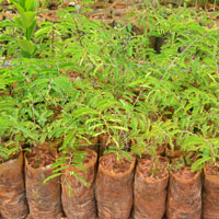 Tamarind Seedlings
