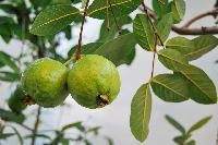 Guava Plants