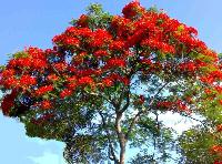 gulmohar plants