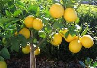 Lemon Plants