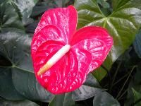 Anthurium Flower