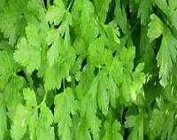 Parsley Leaves