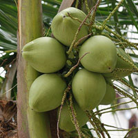 Coconut Products