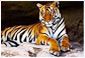 Rajasthan Wildlife Tour Packages