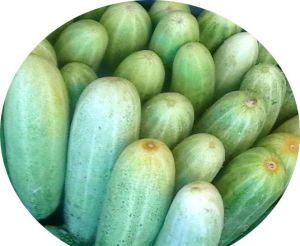 Fresh Cucumber