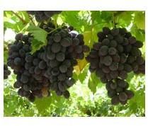 Fresh Black Grapes