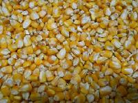 Yellow Maize Seeds for Animals