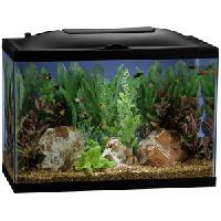 Fish Aquarium