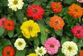 Zinnia Dwarf Flower Plants