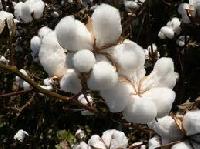 Raw Cotton