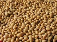 Soya Bean Seeds