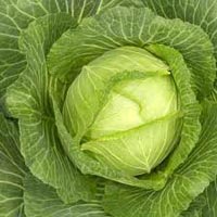 Fresh Cabbage