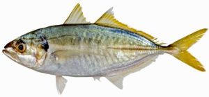 yellowtail scad fish