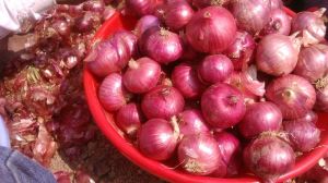 Onion