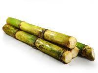 Sugarcane