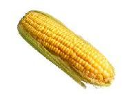 Yellow Corn, Maize
