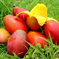 Fresh Mango