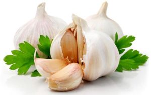 Garlic