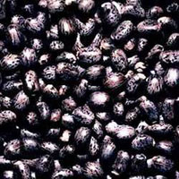 Black Castor Seeds