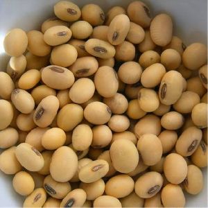 Soybean Seeds