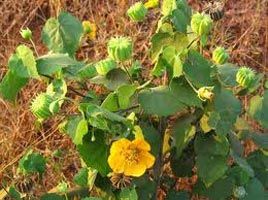 Abutilon Indicum