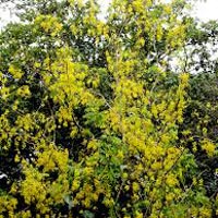 Cassia Fistula