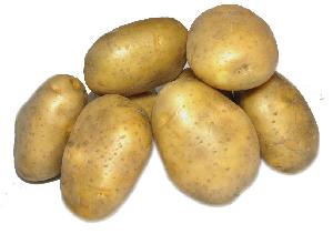 Fresh Potato