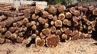 African Sandalwood Log