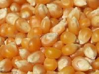 Maize Corn