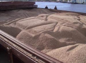 Softwood Pellets 