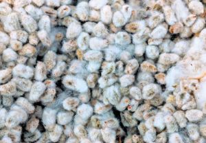 Raw Cotton Seeds