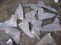 Shark Fins