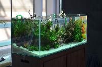 Fish Aquarium