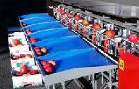 fruit sorting machine