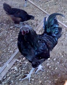 Kadaknath Black Chicken