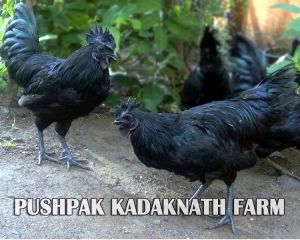 Kadaknath Black Meat Chicken