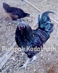 Kadaknath frozen Chicken Meat