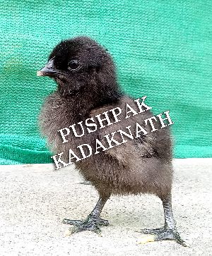 Kadaknath Original Chicks