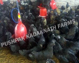 Kadaknath Parent Birds